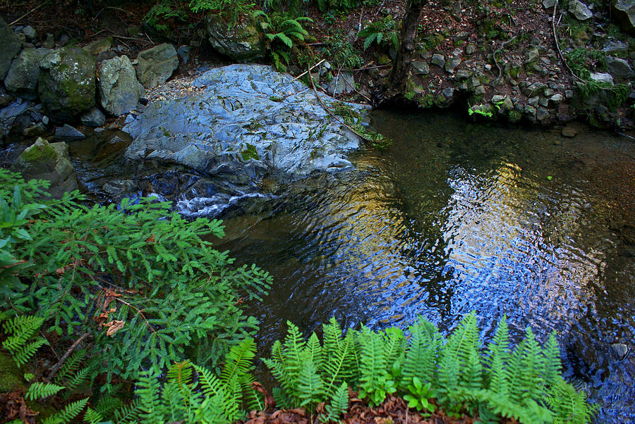 Redwoods and Ferns on the Creek Photograph by Ben Upham III