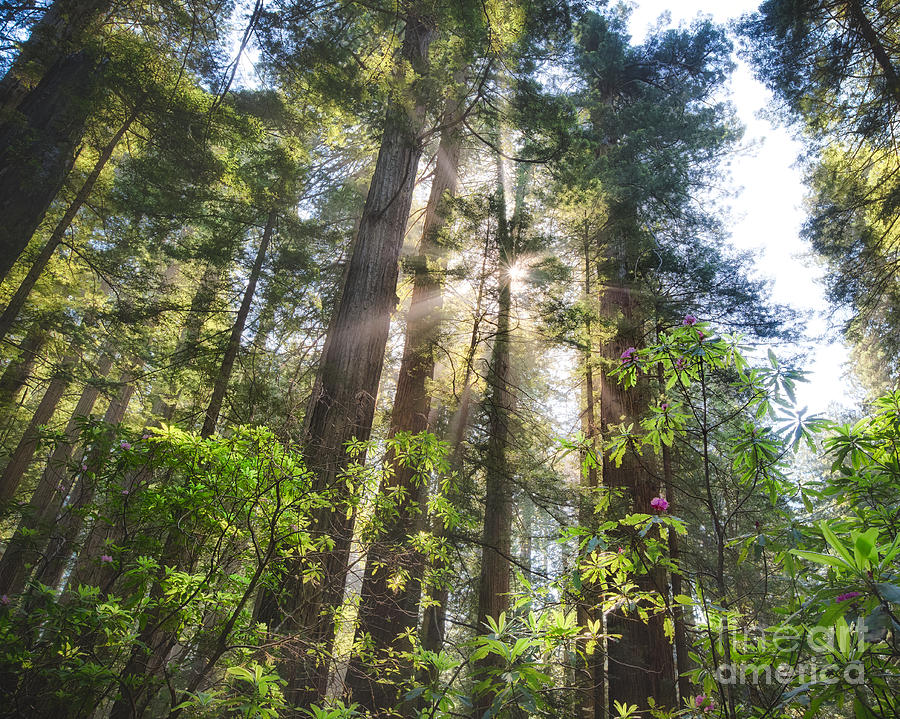 Redwoods and Rhododendrons Photograph by Anthony Michael Bonafede