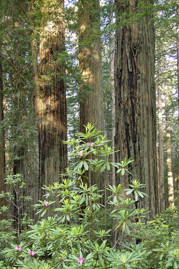 Redwoods and Rhododendrons by Harold Rau Redwoods and Rhododendrons by Harold Rau