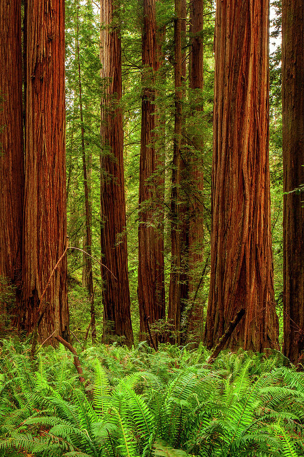 Redwoods Photograph by Andrew Soundarajan