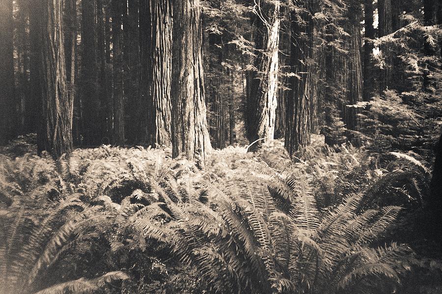 Redwoods Photograph by Anne Thurston