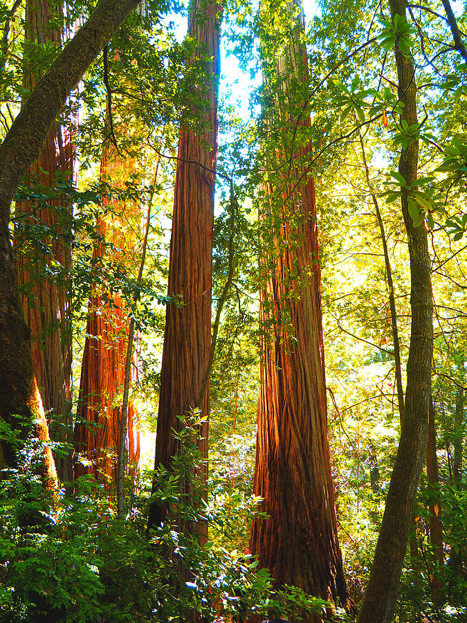 Tree Photograph - Redwoods at First Light by Ryan Scholl