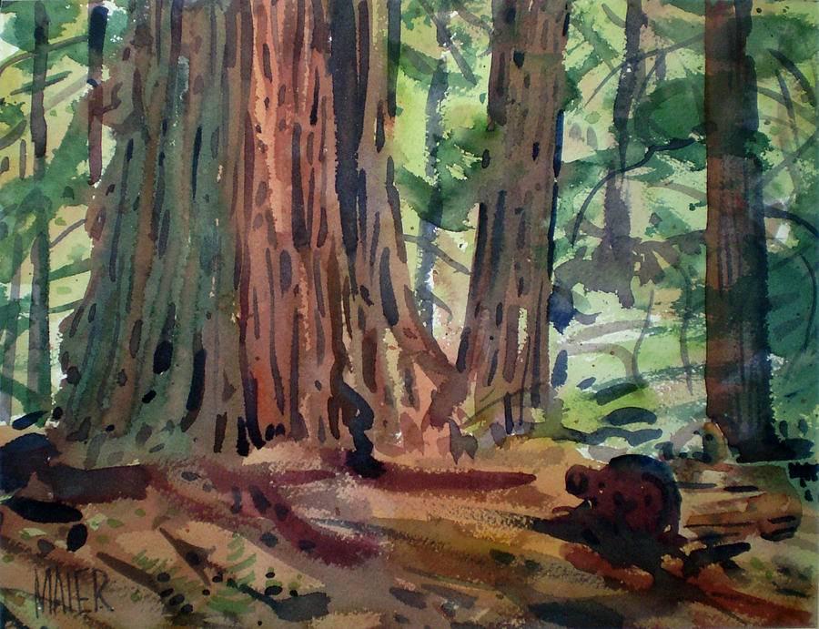 Redwood Trees Painting - Redwoods by Donald Maier
