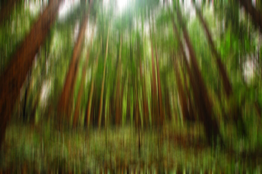 Redwoods Digital Art by Donna Blackhall