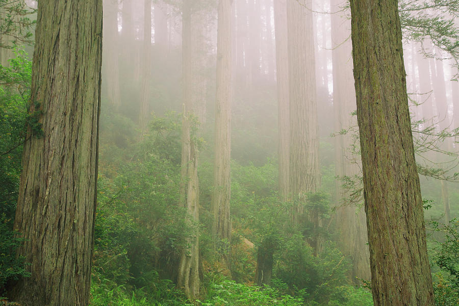 Redwoods fog Photograph by Kunal Mehra