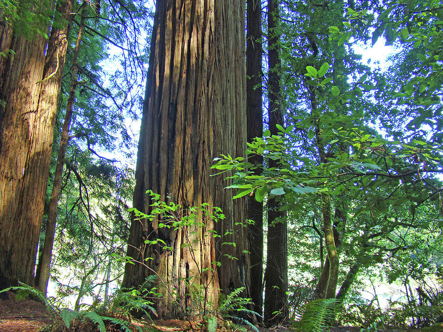 Tree Photograph - Redwoods Forest Trees art prints Baslee Troutman by Patti Baslee