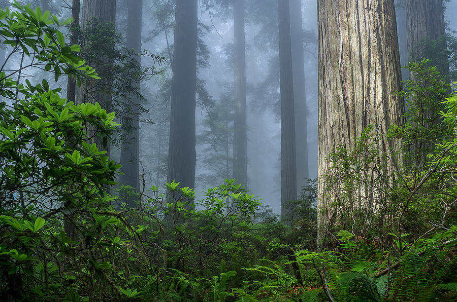 Redwoods in Blue Fog Photograph by Greg Nyquist