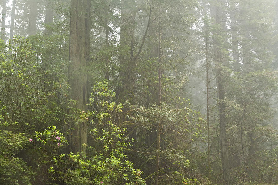 Redwoods in Fog Photograph by Denise Dethlefsen