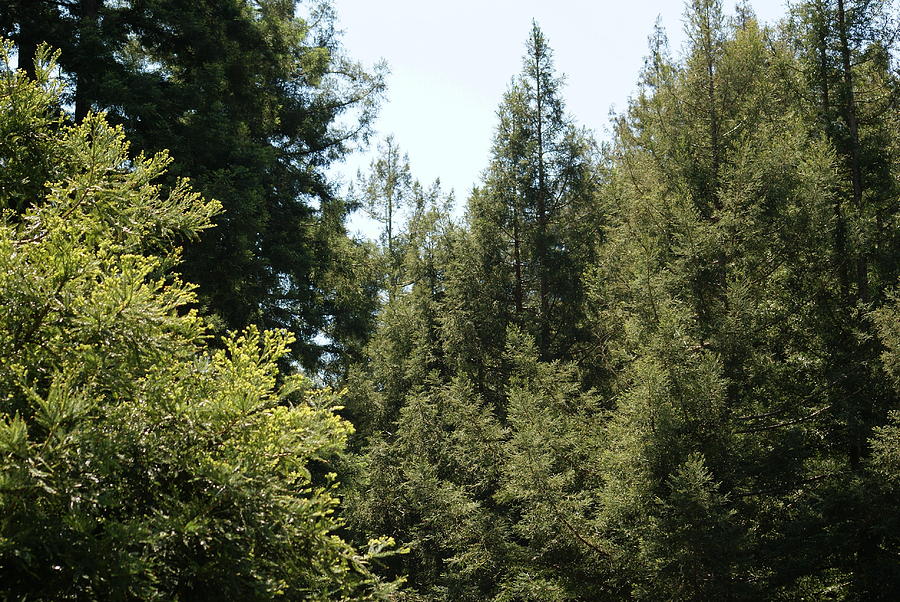 Redwoods in my Backyard Photograph by Ben Upham III