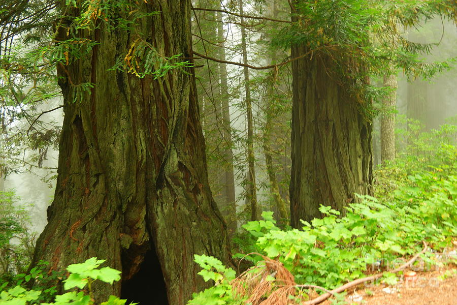 Redwoods in the fog Photograph by Jeff Swan