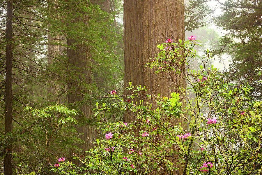 Redwoods in the Mist Photograph by Andrew Soundarajan
