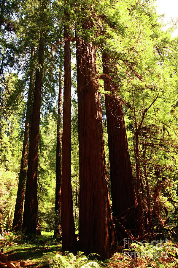 Redwoods in The Muir Woods Photograph by Christiane Schulze Art And Photography