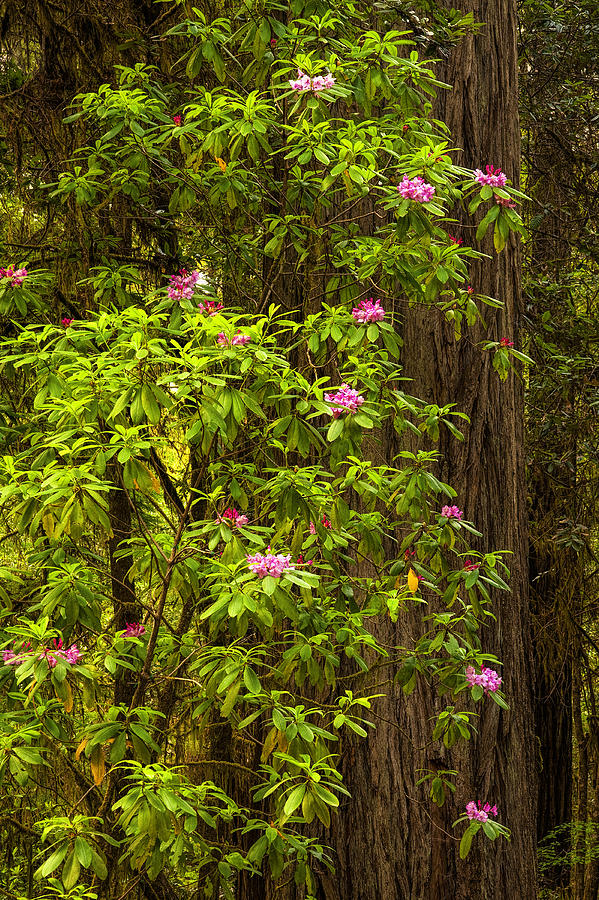 Redwoods in the Spring Photograph by Andrew Soundarajan
