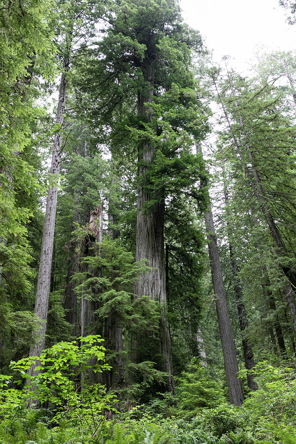 Redwoods Photograph by Jackie Eatinger - Fine Art America