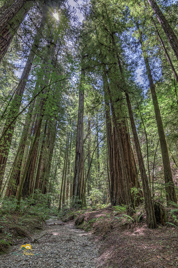 Redwoods Photograph by Jim Thompson