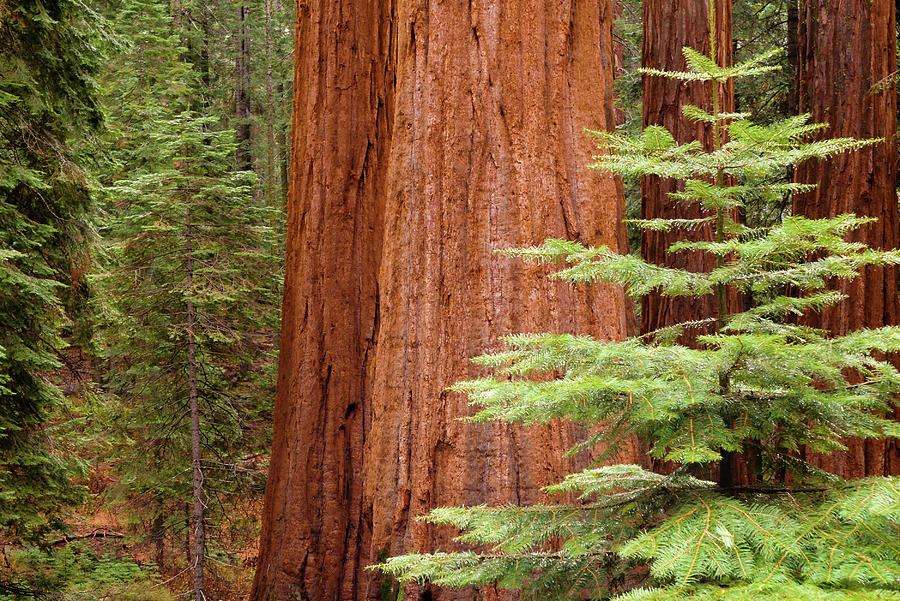 Redwoods Photograph by Joseph Smith