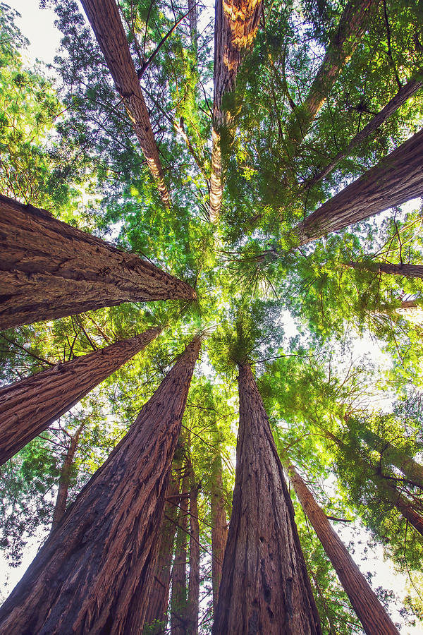 Redwoods Photograph by Mercedes Noriega