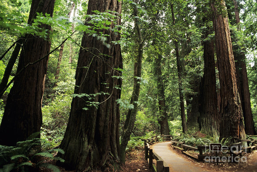 Tree Photograph - Redwoods, Muir Woods by Bill Bachmann - Printscapes