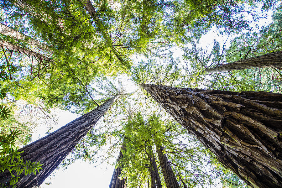 Redwoods National Park Towering trees Photograph by John McGraw