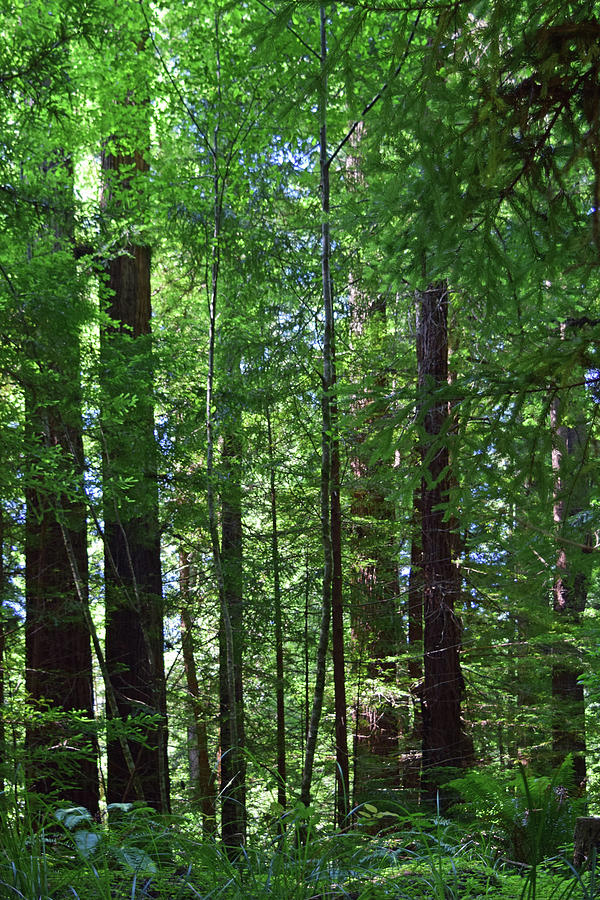 Redwoods No. 3-1 Photograph by Sandy Taylor