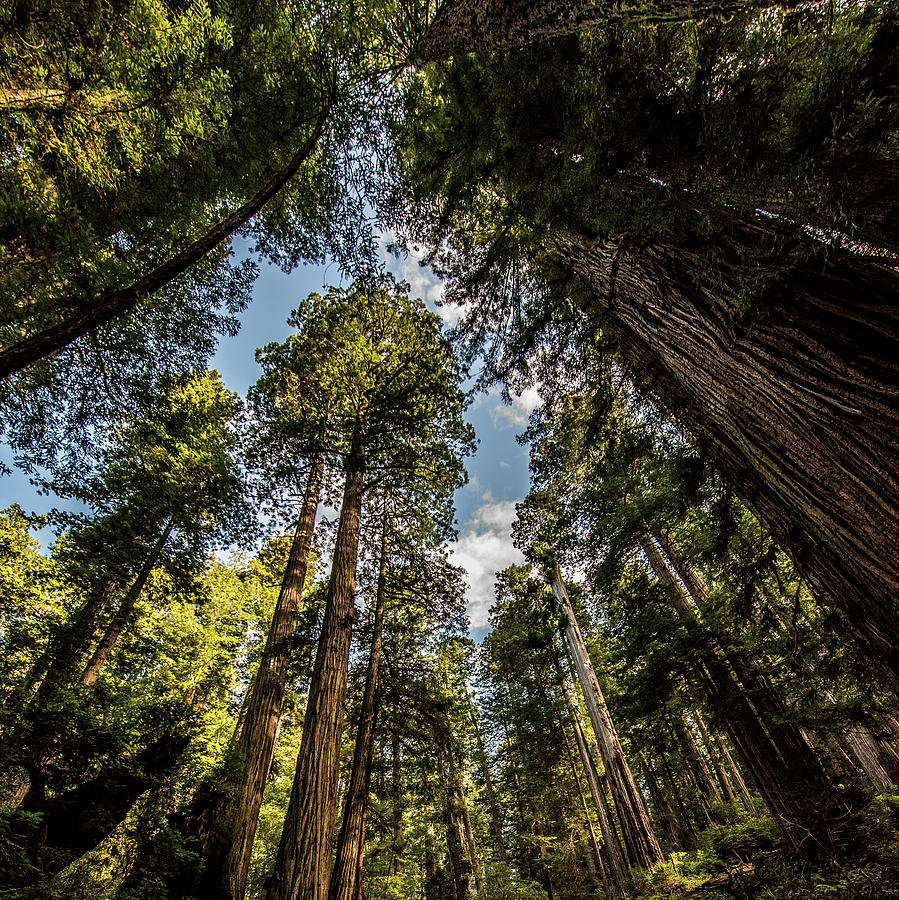 Redwoods Photograph by Paul Freidlund