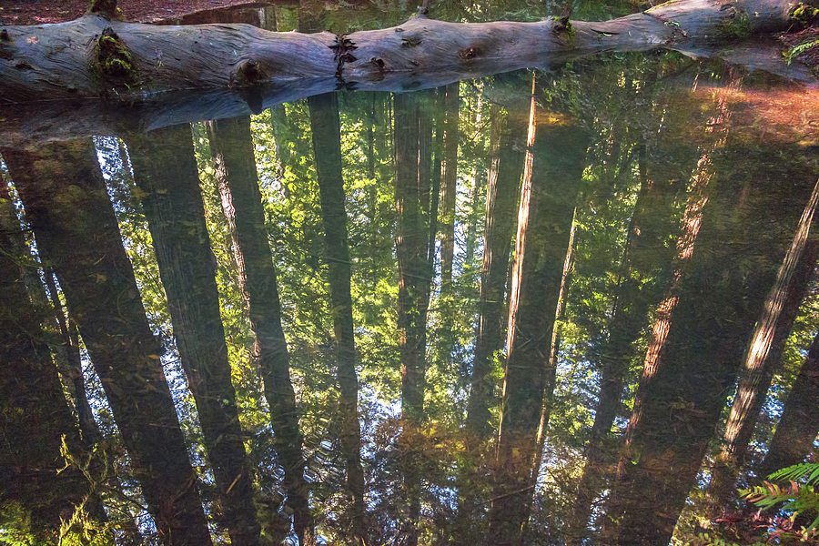 Redwoods Reflected Photograph by Loree Johnson