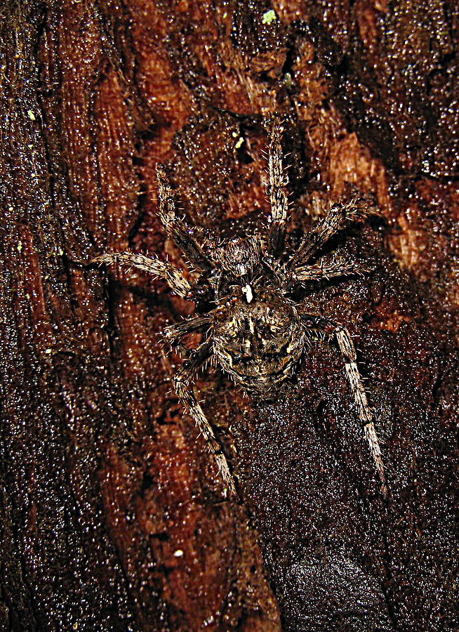 Redwoods Spider On Tree Photograph by John King I I I