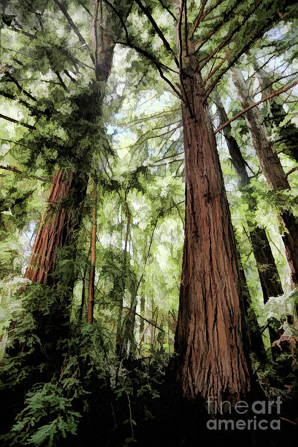 Redwoods Tree Paint Digital  Photograph by Chuck Kuhn