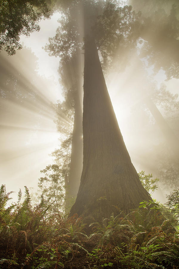 Redwoods wisdom Photograph by Kunal Mehra