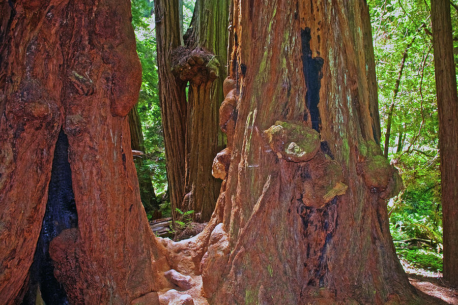 Redwoods with Burls in Muir Woods National Monument, California Photograph by Ruth Hager
