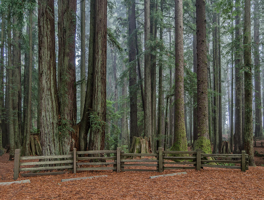 Redwoods with Fog Background Photograph by Greg Nyquist