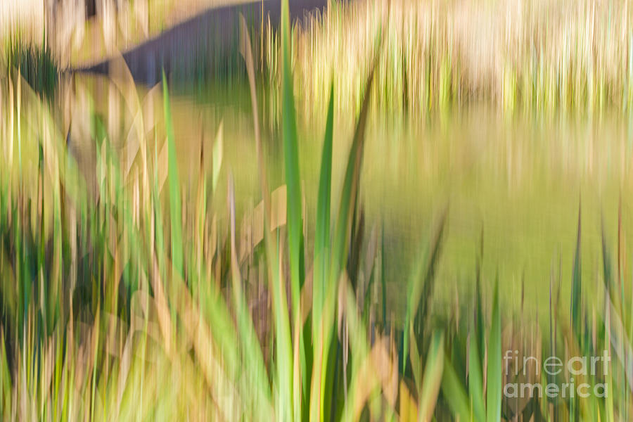 Nature Photograph - Reed Abstract II by Kate Brown