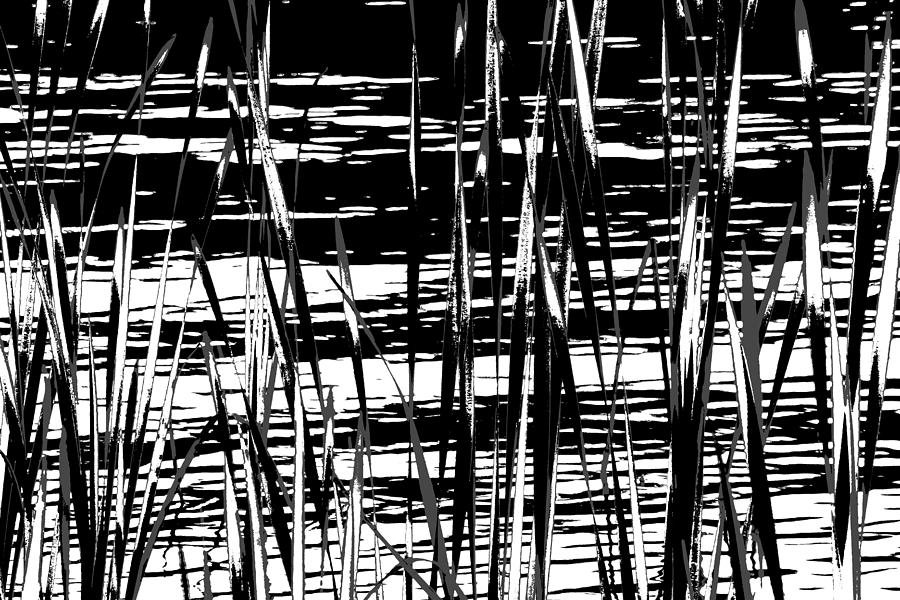 Reed Abstract Digital Art by Tim Beebe