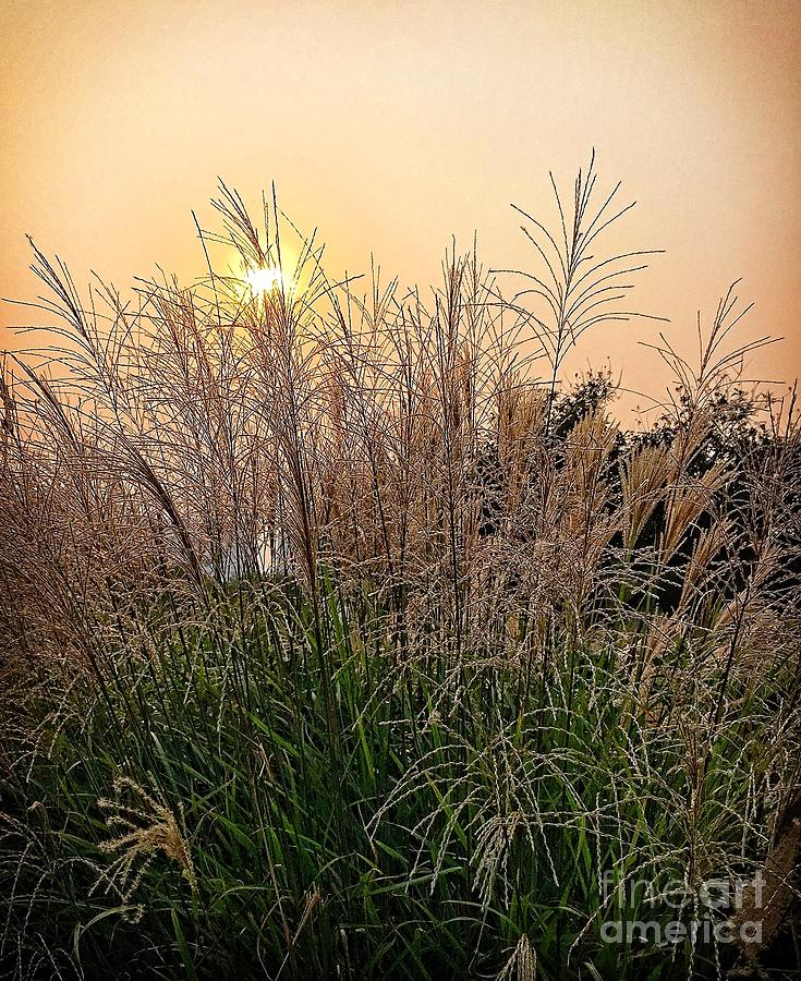 Sunset Photograph - Reed At Sunset by Henrik Lehnerer