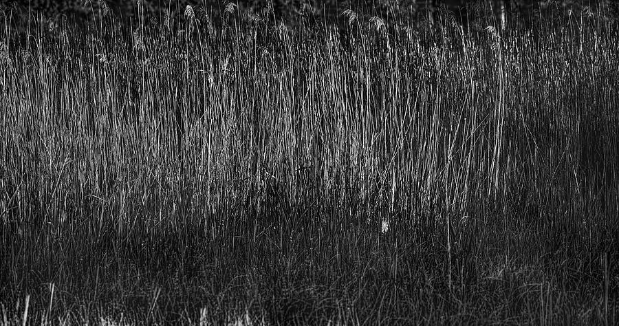 Reed In Morning Light Bw #h5 Photograph