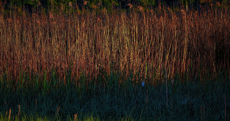 Reed In Morning Light #h5 Photograph by Leif Sohlman