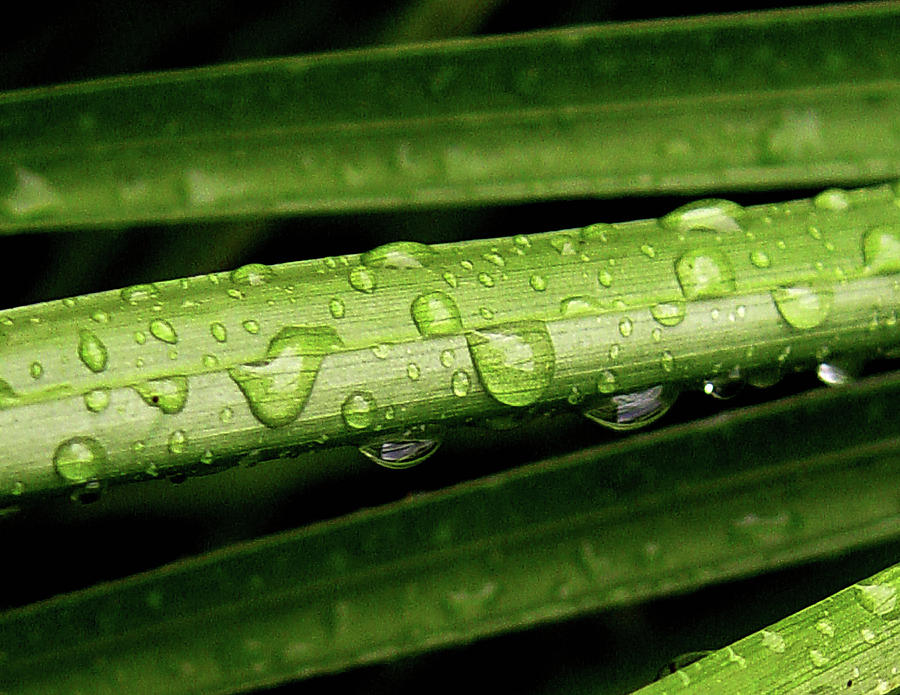 Reed it and Weep Photograph by Skip Burdette - Fine Art America