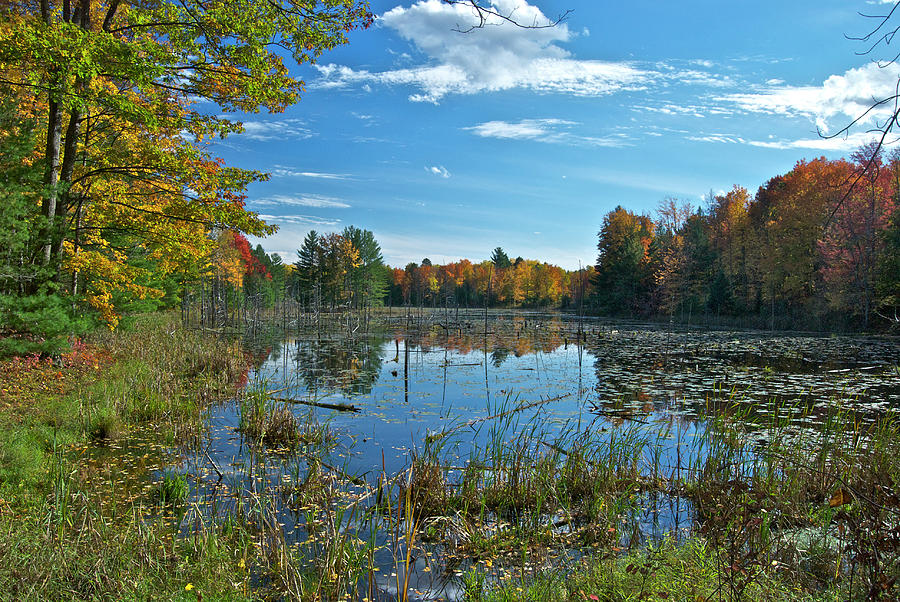 Fall Photograph - Reed Lake Marsh 0168 by Michael Peychich