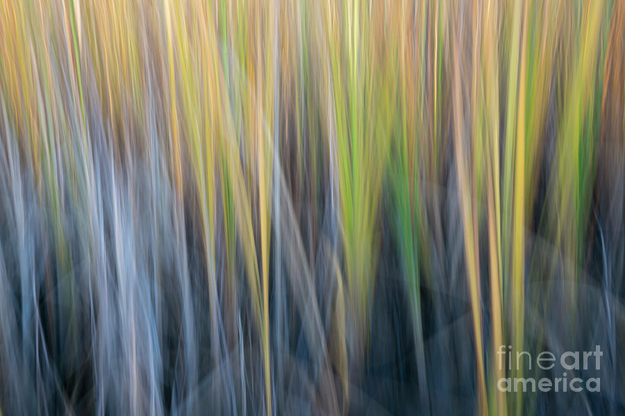 Reed - Nature Motion Blur Abstract Photograph by Marek Uliasz
