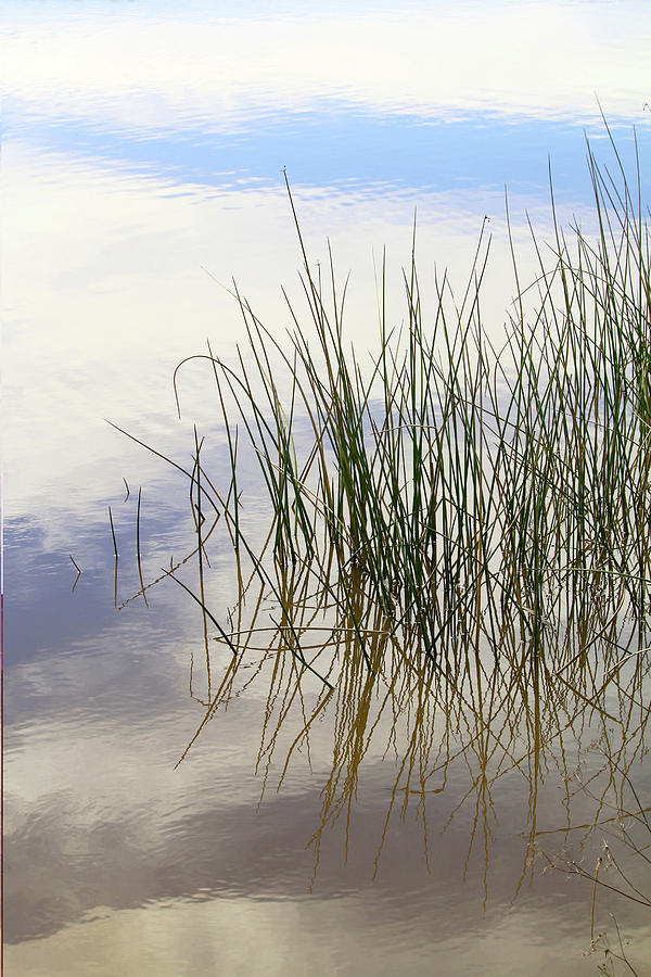 Reed Reflection Photograph by Art Block Collections