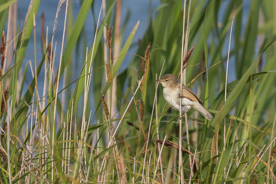 Reed Warbler Photograph by Wendy Cooper