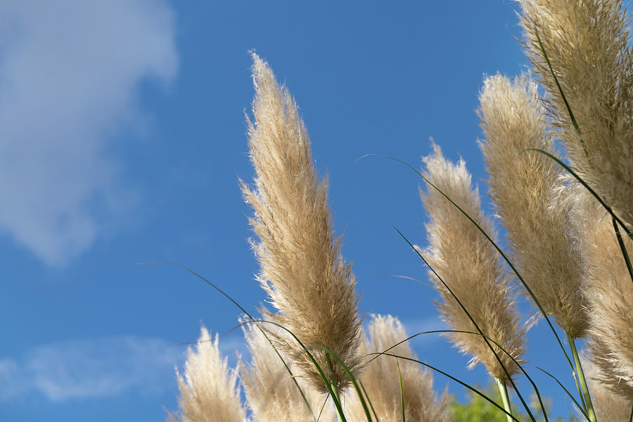 Reeds Against Sky Photograph by Judi Saunders