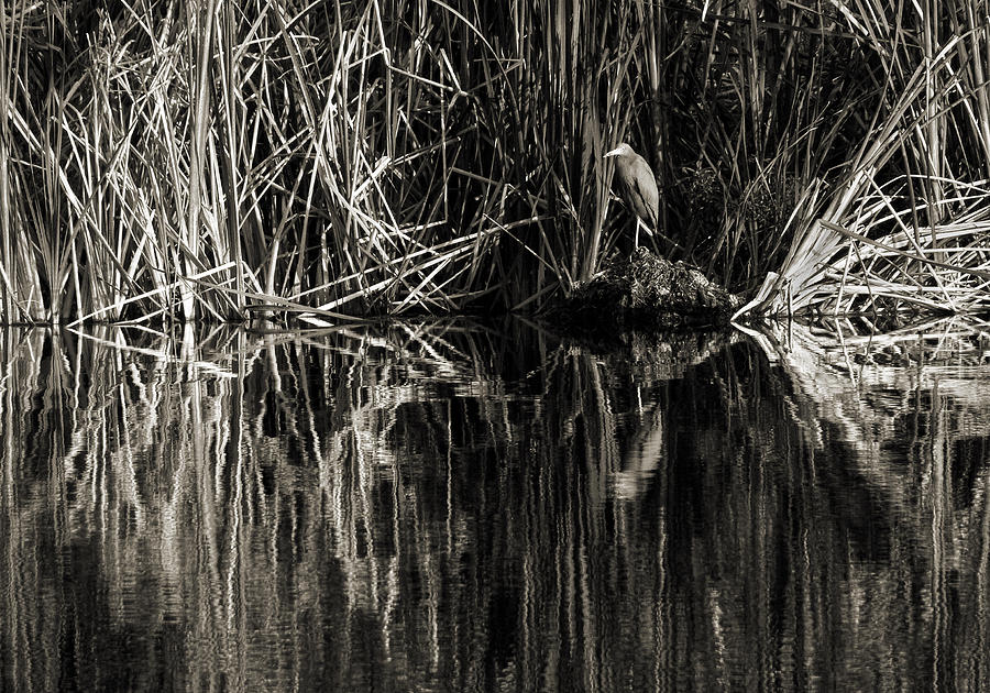 Reeds and Heron Photograph by Steven Sparks - Fine Art America