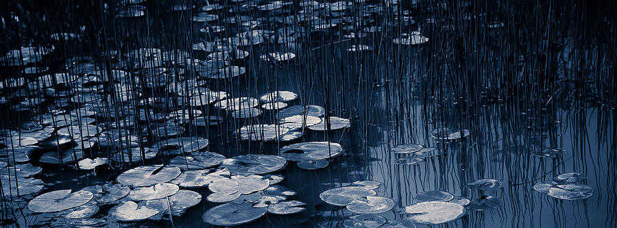 Reeds and Pads 10 Photograph by Rebecca Cozart