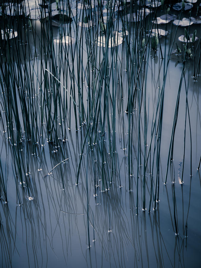 Reeds and Pads 6 Photograph by Rebecca Cozart