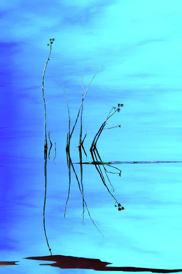 Reeds and Reflection in Blue Photograph by Nikolyn McDonald