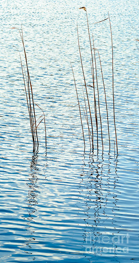Reeds and reflections Photograph by Colin Rayner