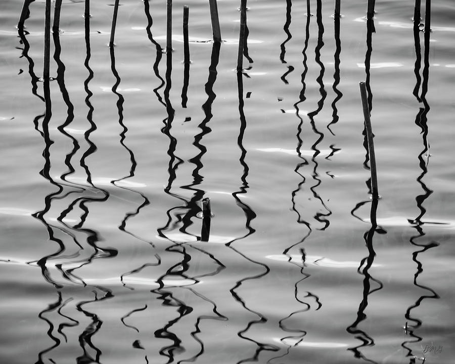 Reeds and Reflections Photograph by David Gordon