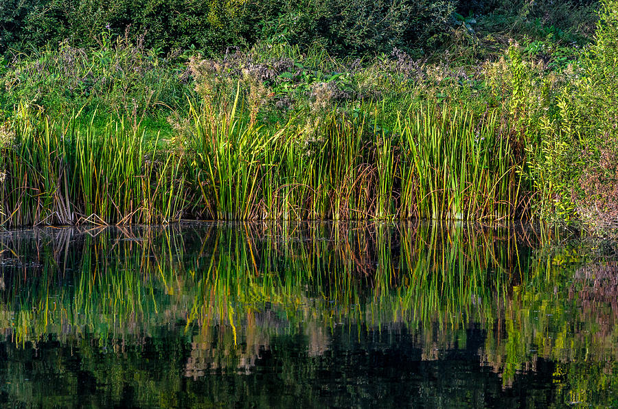 Reeds and Reflections in the Lake Photograph by Savash Djemal - Fine ...