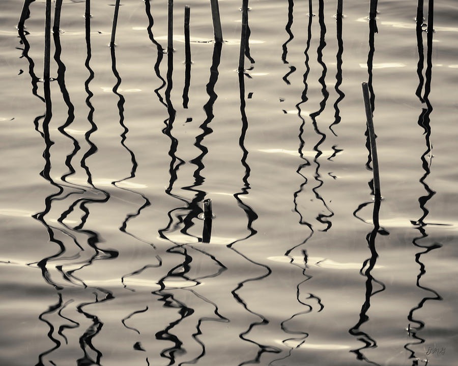 Abstract Photograph - Reeds and Reflections Toned by David Gordon